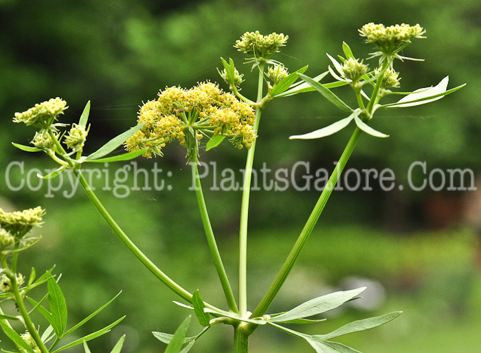 PGC-P-Levisticum-officinale-aka-Lovage-flower-2