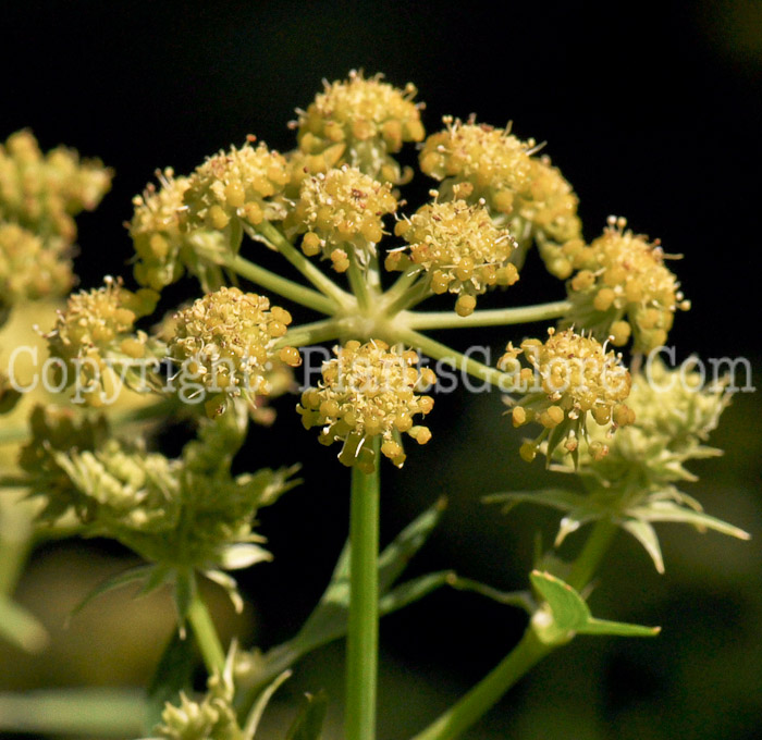 PGC-P-Levisticum-officinale-aka-Lovage-flower-4