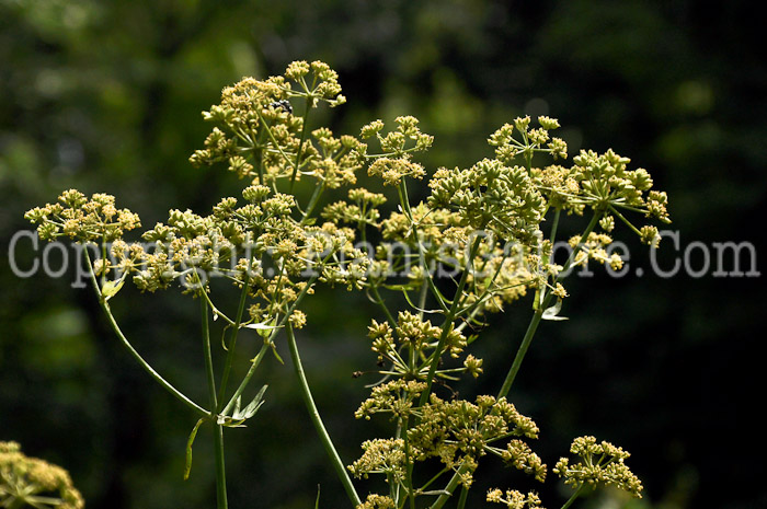 PGC-P-Levisticum-officinale-aka-Lovage-flower-5