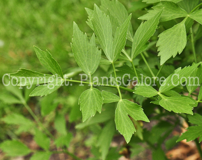 PGC-P-Levisticum-officinale-aka-Lovage-foliage-1