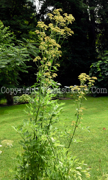 PGC-P-Levisticum-officinale-aka-Lovage-foliage-3