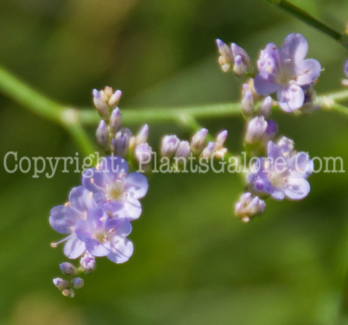 PGC-P-Limonium-gmelinii-aka-Siberian-Statice-0814-1