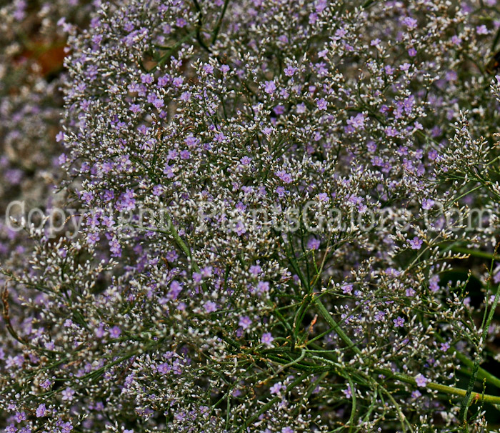 PGC-P-Limonium-latifolia-aka-Sea-Lavender-08-2012-4