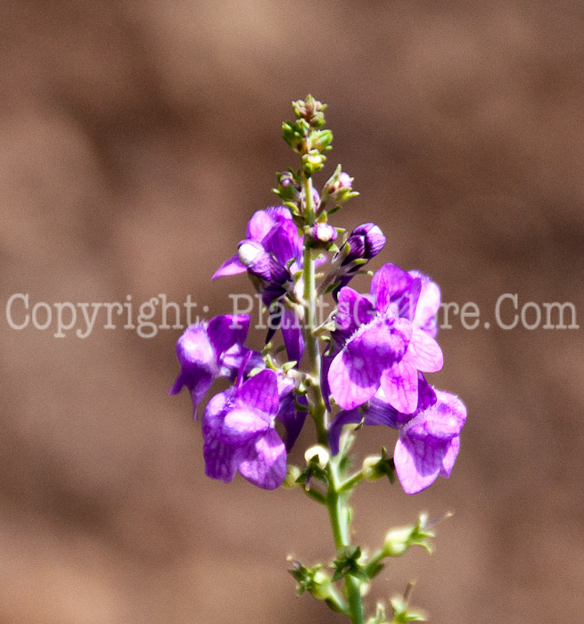 PGC-P-Linaria-dalmatica-aka-Dalmatian-Toadflax-0814-1