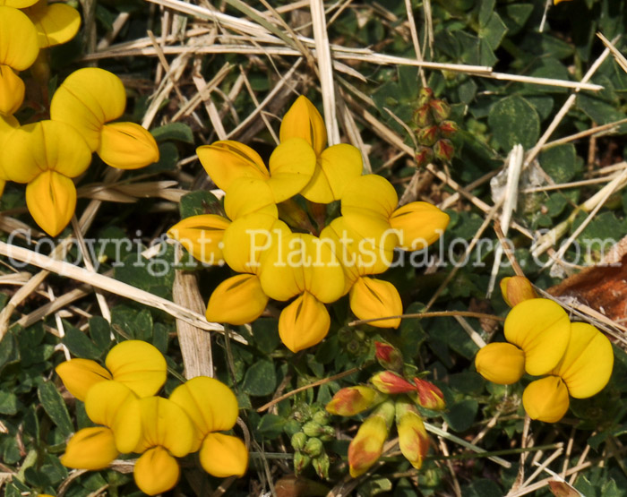 PGC-P-Linaria-vulgaris-butter-and-eggs-05-12-2