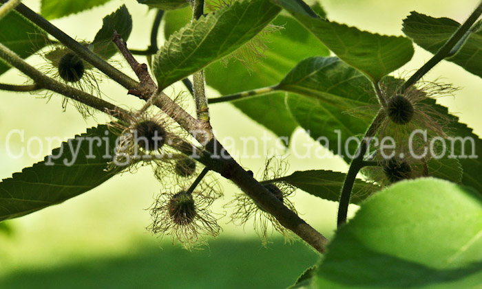 PGC-S-Lindera-benzoin-aka-Spicebush-flowers-1-1