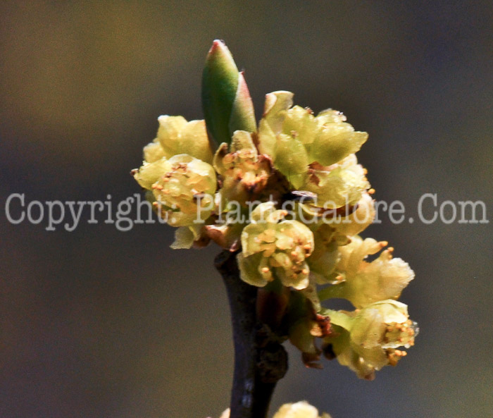 PGC-S-Lindera-benzoin-aka-Spicebush-flowers-2-1