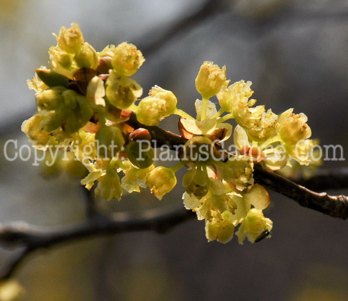 PGC-S-Lindera-benzoin-aka-Spicebush-flowers-3