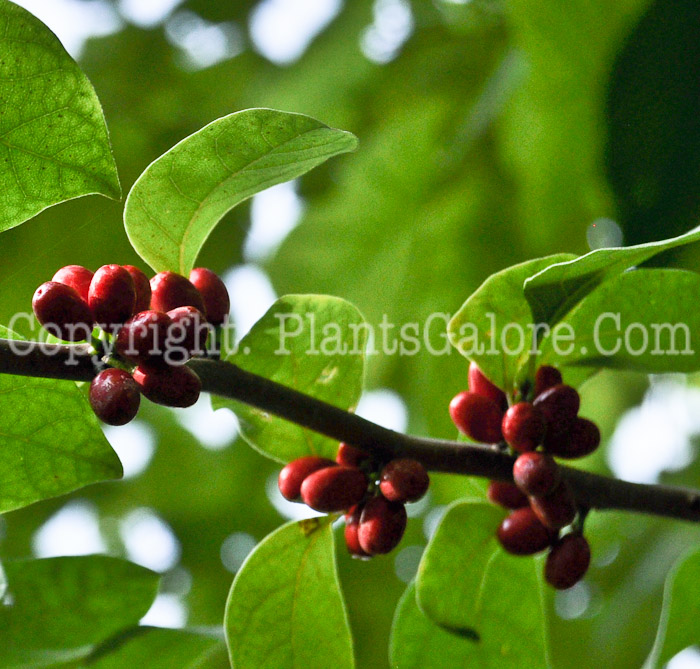 PGC-S-Lindera-benzoin-aka-Spicebush-fruit-1