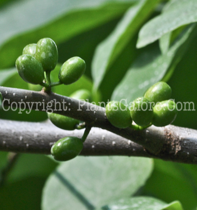 PGC-S-Lindera-benzoin-aka-Spicebush-fruit-2