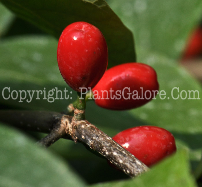 PGC-S-Lindera-benzoin-aka-Spicebush-fruit-3