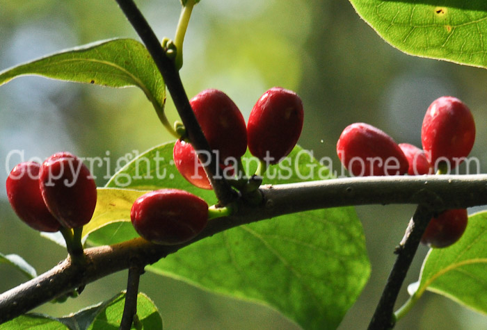 PGC-S-Lindera-benzoin-aka-Spicebush-fruit-4