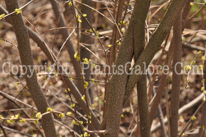 PGC-S-Lindera-benzoin-aka-Spicebush-stems-1