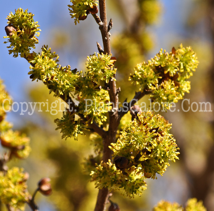 PGC-S-Lindera-chienii-aka-Winter-Spicebush-1