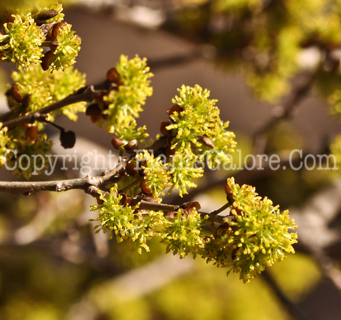 PGC-S-Lindera-chienii-aka-Winter-Spicebush-2