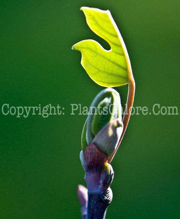 PGC-T-Liriodendron-tulipifera-aka-Tulip-Tree-0514e-1