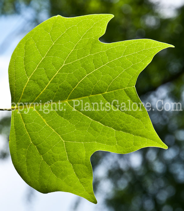 PGC-T-Liriodendron-tulipifera-aka-Tulip-Tree-0714-1