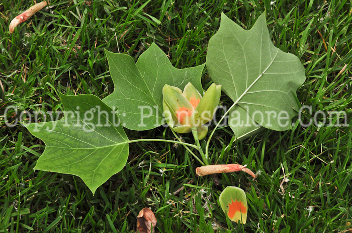 PGC-T-Liriodendron-tulipifera-aka-Tulip-Tree-613-2