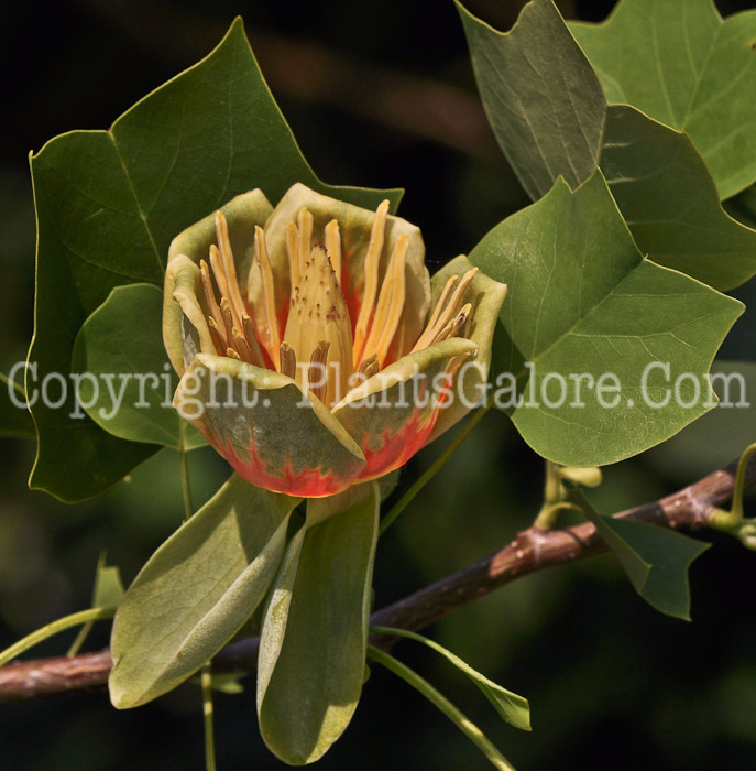 PGC-T-Lirodendron-tulipifera-aka-Tuliptree-flowers-1