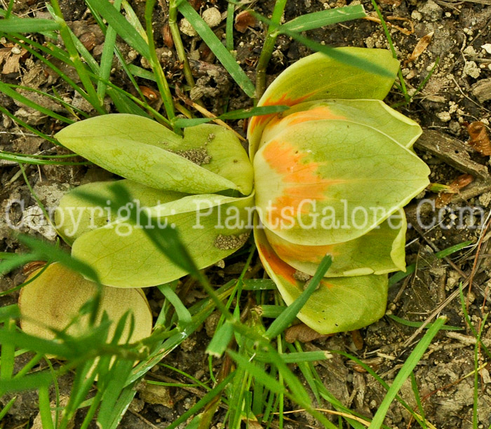 PGC-T-Lirodendron-tulipifera-aka-Tuliptree-flowers-2