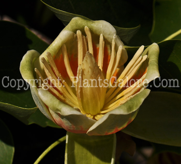 PGC-T-Lirodendron-tulipifera-aka-Tuliptree-flowers-6