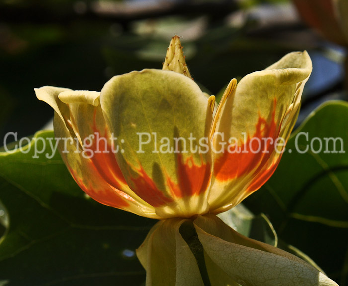 PGC-T-Lirodendron-tulipifera-aka-Tuliptree-flowers-7