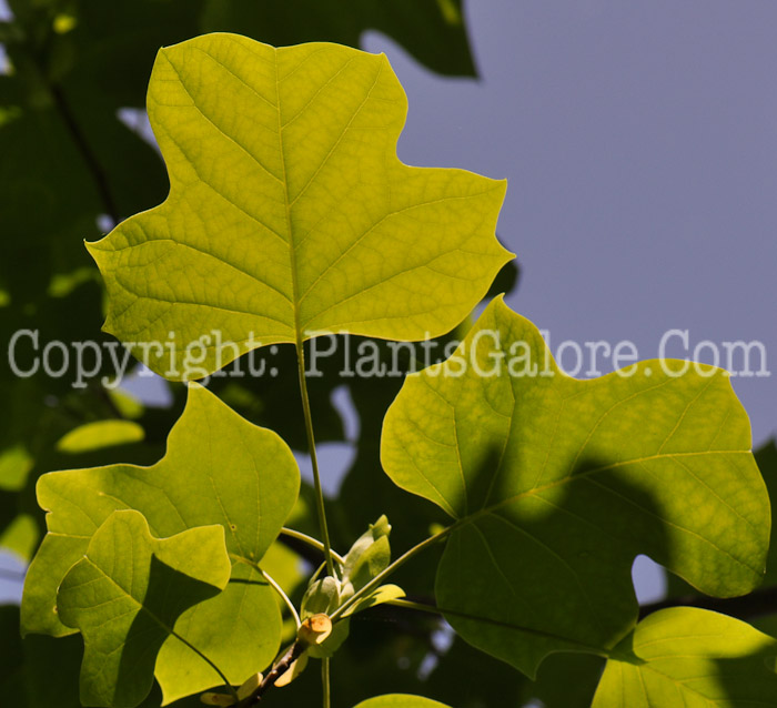 PGC-T-Lirodendron-tulipifera-aka-Tuliptree-leaves-10