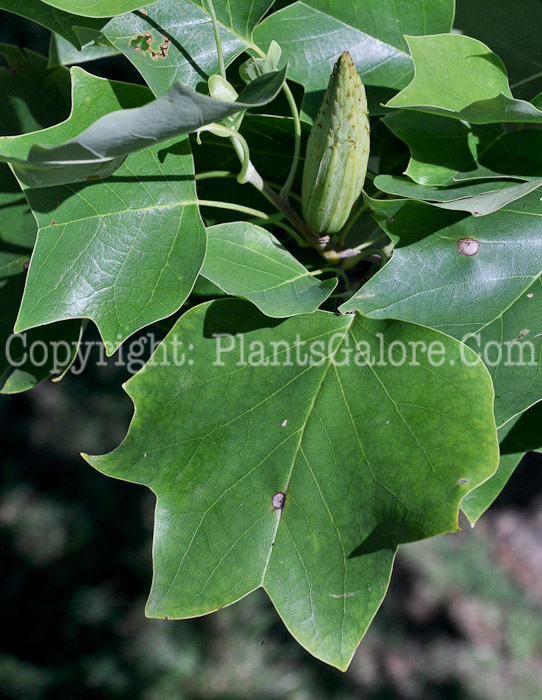 PGC-T-Lirodendron-tulipifera-aka-Tuliptree-leaves-17
