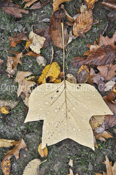 PGC-T-Lirodendron-tulipifera-aka-Tuliptree-leaves-2