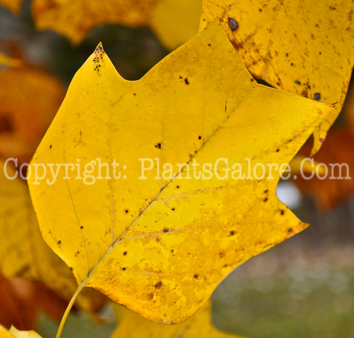 PGC-T-Lirodendron-tulipifera-aka-Tuliptree-leaves-8