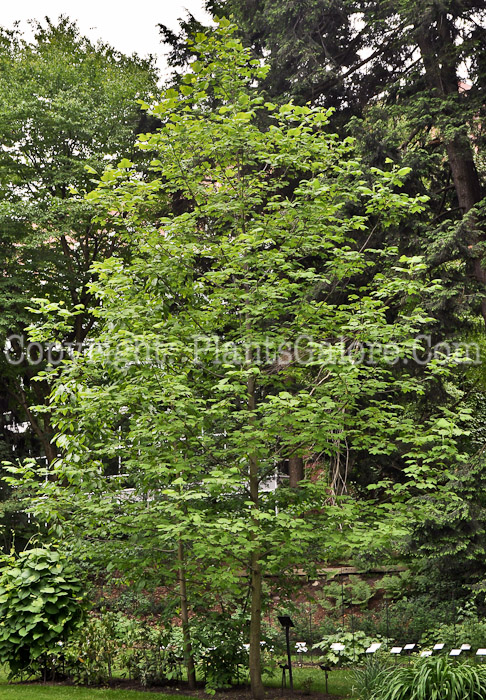 PGC-T-Lirodendron-tulipifera-aka-Tuliptree-trees-2