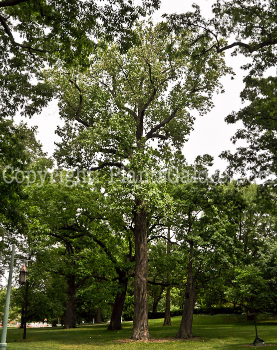 PGC-T-Lirodendron-tulipifera-aka-Tuliptree-trees-3