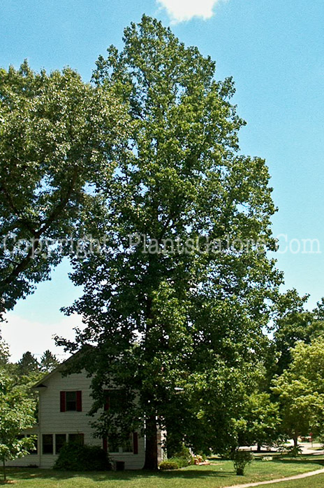 PGC-T-Lirodendron-tulipifera-aka-Tuliptree-trees-7