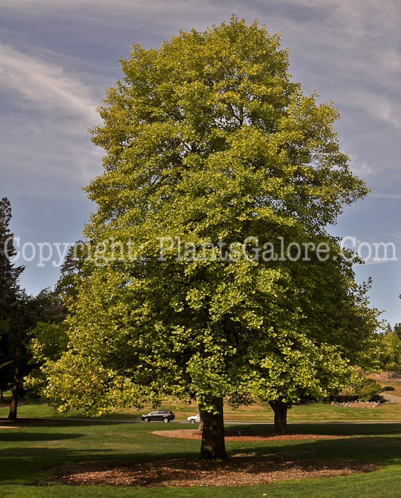 PGC-T-Lirodendron-tulipifera-aka-Tuliptree-trees-9