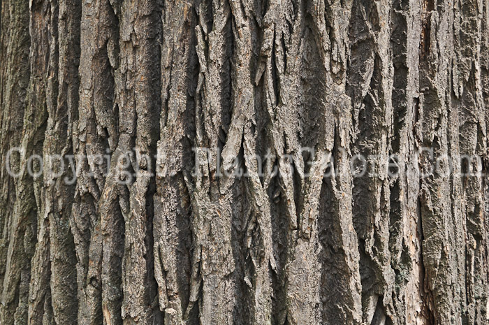 PGC-T-Lirodendron-tulipifera-aka-Tuliptree-trunks-1