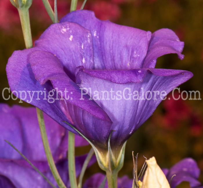 PGC-A-Lisianthus-King-Purple-0514e-2