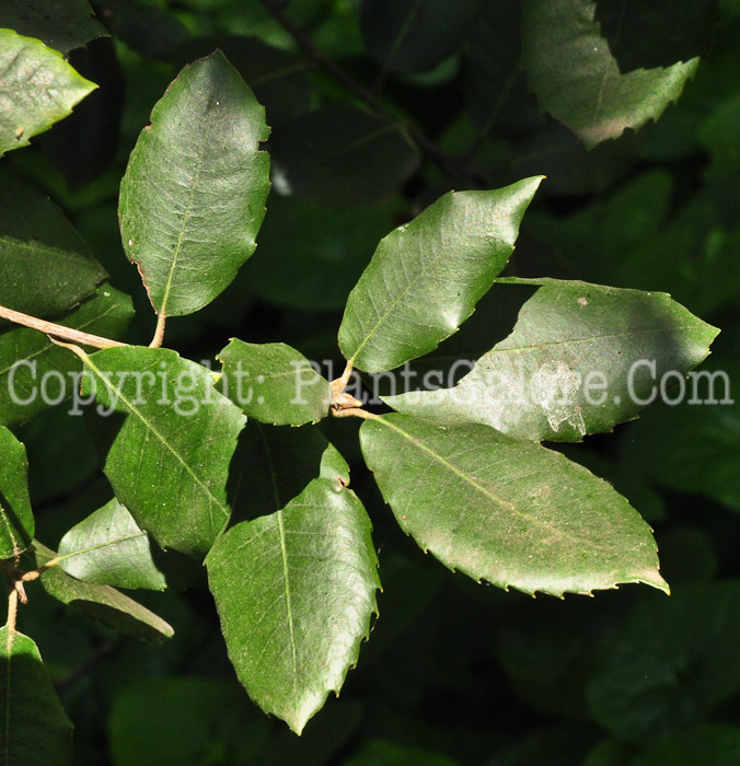 PGC-T-Lithocarpus-densiflorus-aka-Tanbark-Oak-0413-2