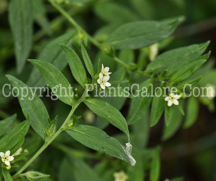 PGC-P-Lithospermum-officinale-05-12-2