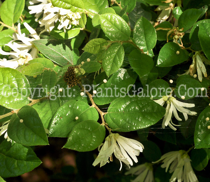 PGC-S-Loropetalum-chinense-04-2012.jpg-2