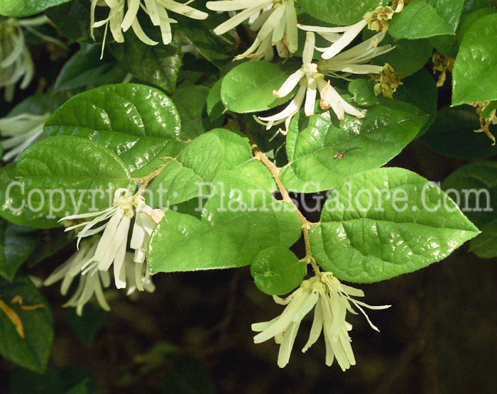 PGC-S-Loropetalum-chinense-04-2012.jpg-3