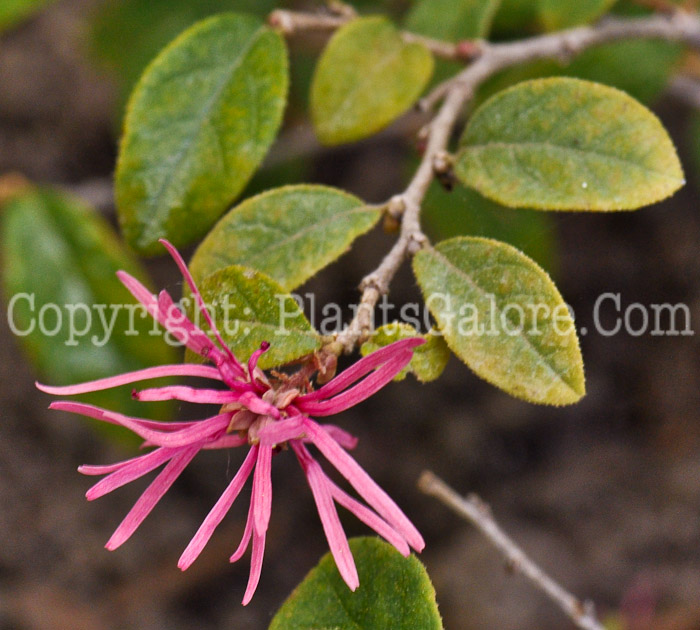 PGC-S-Loropetalum-chinense-05-12-1