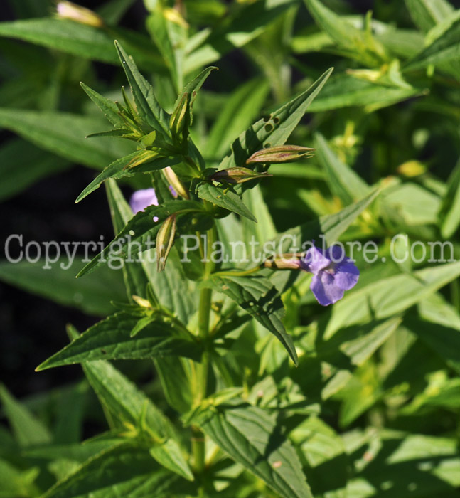 PGC-P-Ludwigia-alternifolia-0001