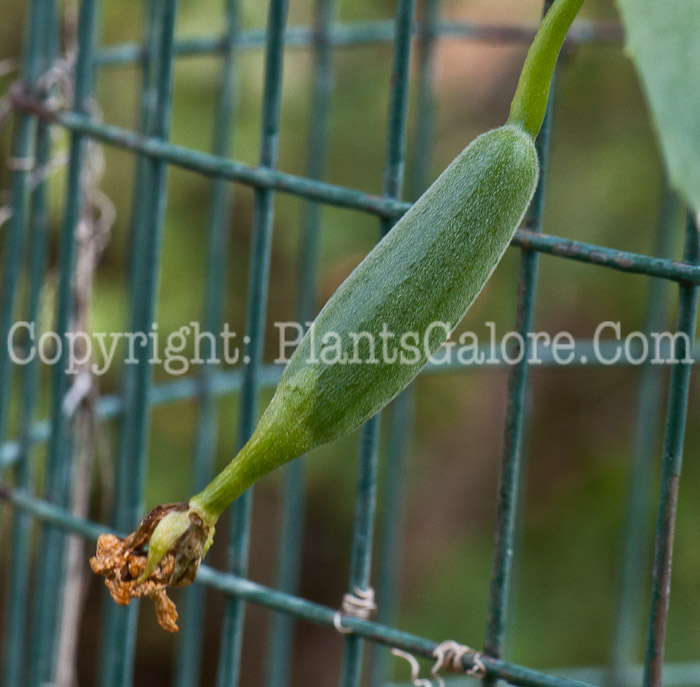 PGC-V-Luffa-cylindrica-aka-Vegetable-Sponge-1013x-2