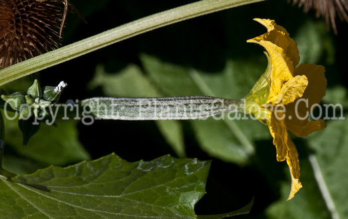 PGC-V-Luffa-cylindrica-aka-Vegetable-Sponge-7c-2