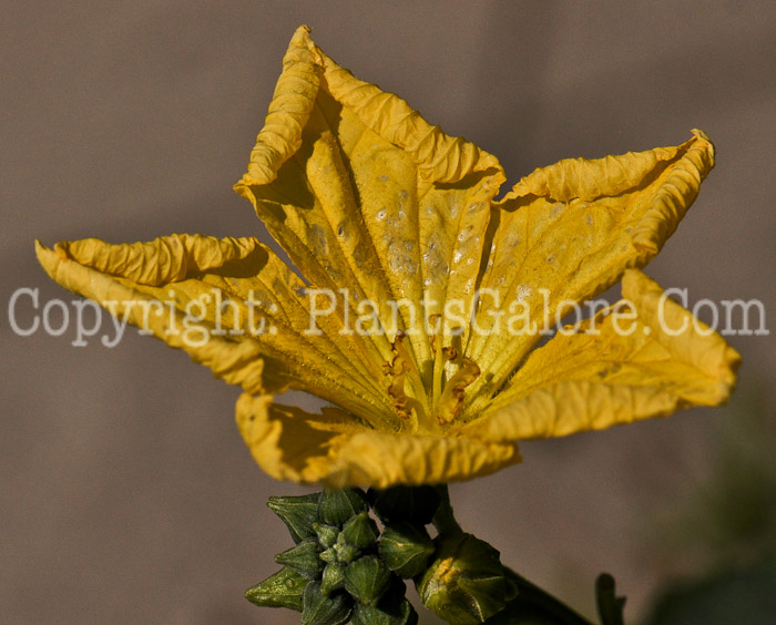 PGC-V-Luffa-cylindrica-aka-Vegetable-Sponge-flower-1