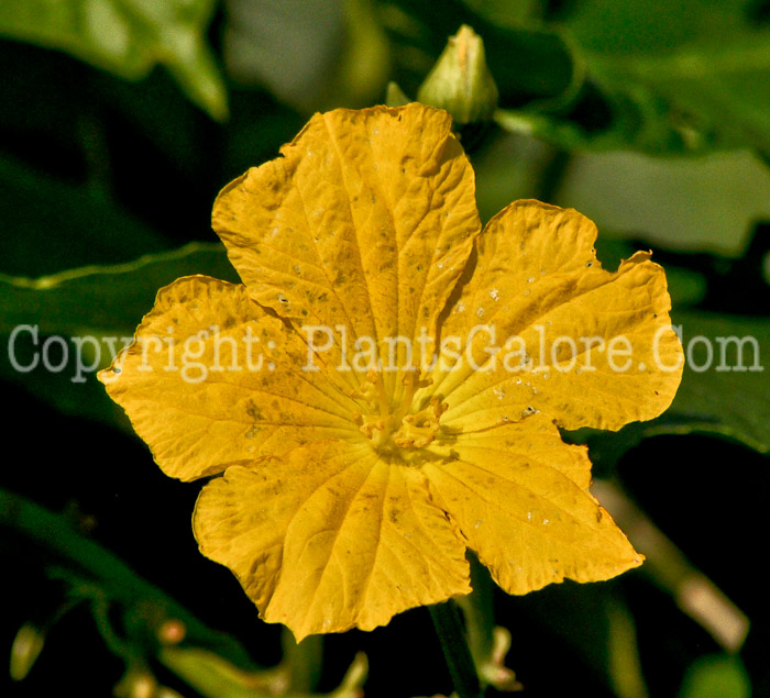 PGC-V-Luffa-cylindrica-aka-Vegetable-Sponge-flower-2