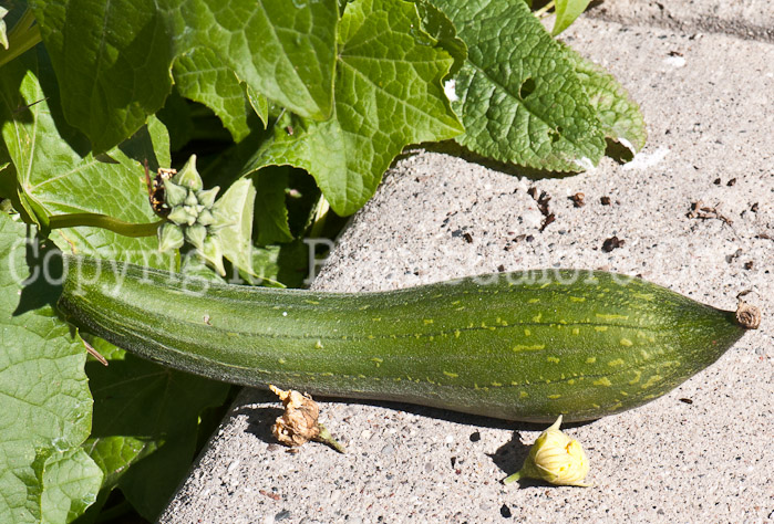 PGC-V-Luffa-cylindrica-aka-Vegetable-Sponge-fruit-2