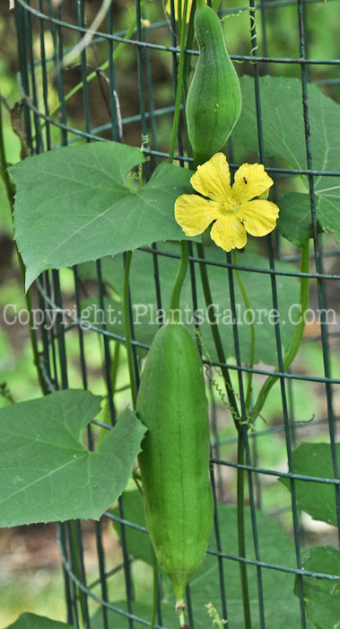 PGC-V-Luffa-cylindrica-aka-Vegetable-Sponge-fruit-4