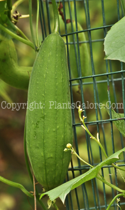 PGC-V-Luffa-cylindrica-aka-Vegetable-Sponge-fruit-5