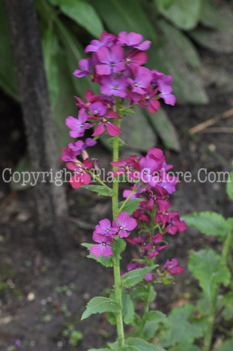 PGC-A-Lunaria-annua-2011-01